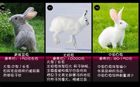 国内-兔子受欢迎度排名&价格_哔哩哔哩_bilibili