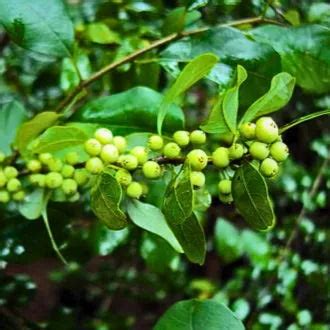 Guggul (Commiphora wightii) - Plant – Lalit Enterprise