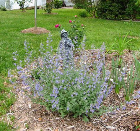 Nepeta racemosa 'Walkers Low' (Walkers Low Catmint) — Backyard ...