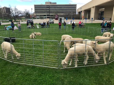 The Next-generation Lawnmower is a Sheep : UMass Amherst