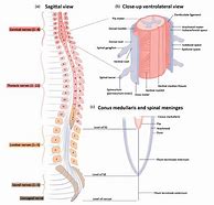 Spinal Cord 的图像结果