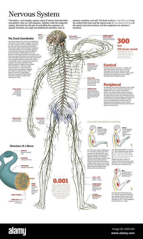 Image result for Nervous System Function Overview