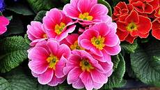 come coltivare fiori primule ecco come coltivare i primi fiori di primavera come coltivare fiori primule ecco come coltivare i primi fiori di primavera