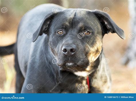 Big Rottweiler Mix Breed Dog Outside on Leash at Sunrise Stock Image ...