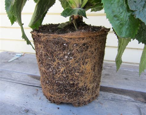 Image result for Planting a Root Bound Tree