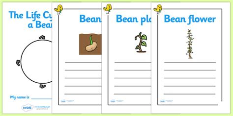 Bean Life Cycle Workbook