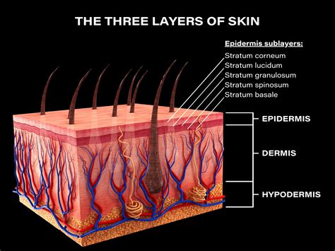 Skin Three Layers