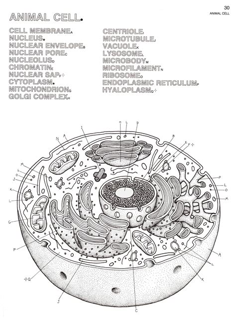 Plant Cell Coloring Pdf Answer Key Biologycorner.com - Animal And Plant ...