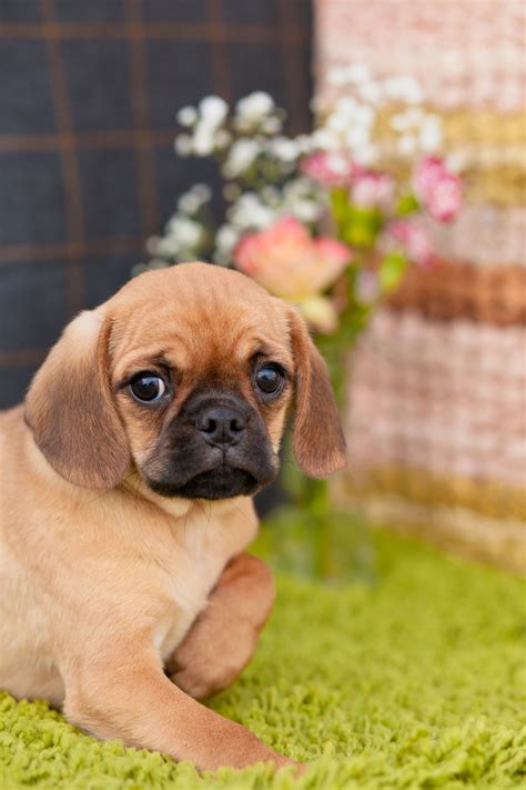 Pugalier Life Expectancy