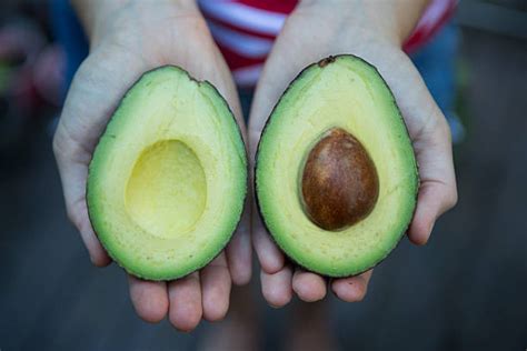 Image result for Simple Avacodo