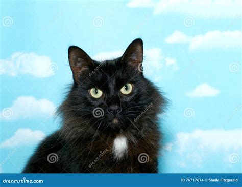 Portrait of Long Haired Black Cat Stock Photo - Image of spring, blue ...