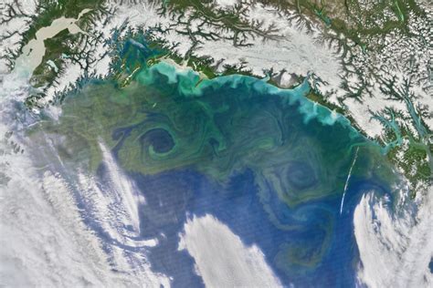 Bloom in the Gulf of Alaska