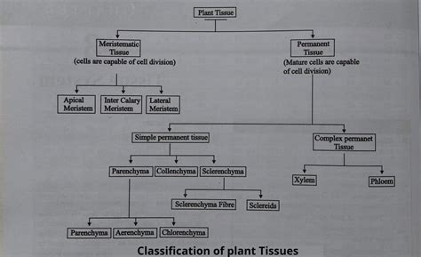 Design a concept map to explain the types of plant tissue. Tissue ...
