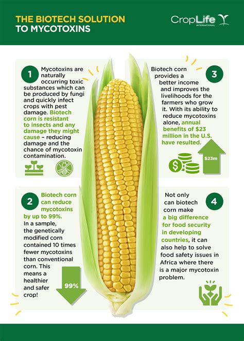 Gmo Corn Timeline at Jennifer Lyman blog