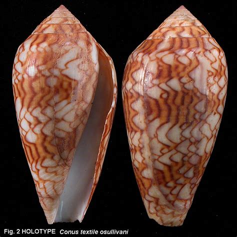Image result for Conus Textile Shell