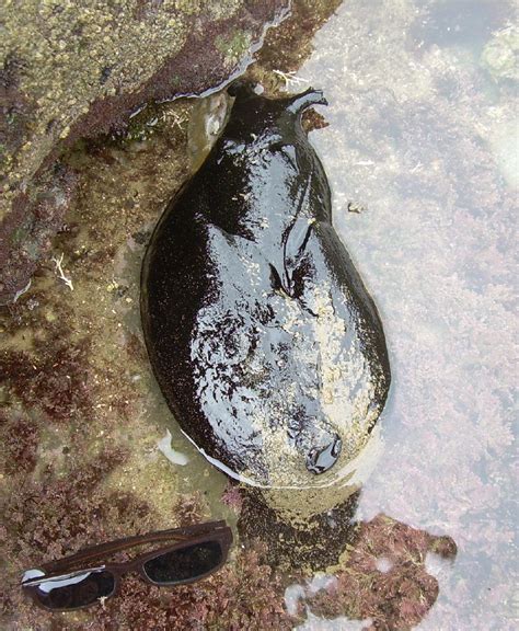 Black sea hare (Aplysia vaccaria) - Picture Fish
