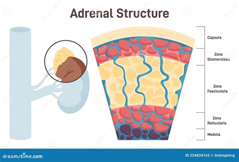 Structure And Function Of Adrenal Cortex at Casey Hall blog