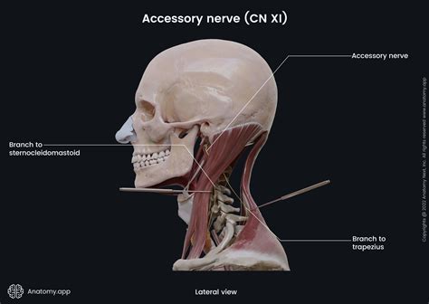Accessory nerve (CN XI) | Anatomy.app
