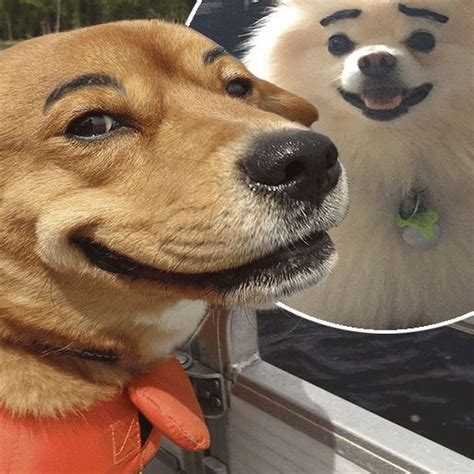 Pets With Eyebrows