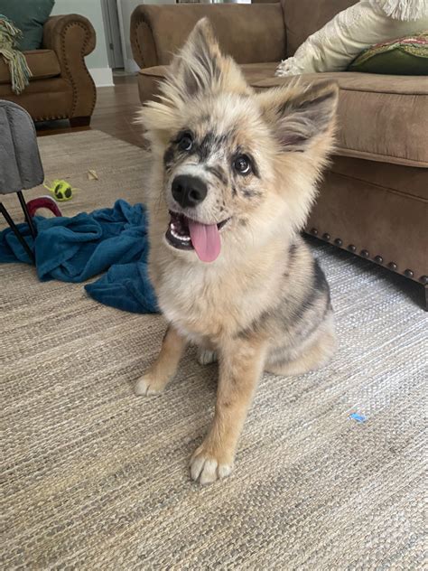 Australian Shepherd Husky Mix