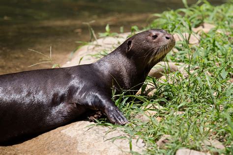 Giant River Otter Size