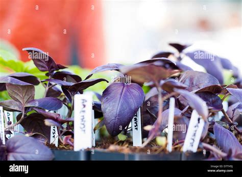 Local Produce Market 的图像结果