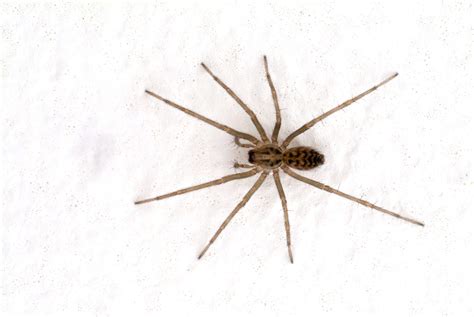 10 Types of House Spiders