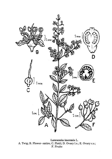Herbarium JCB