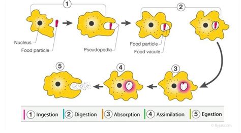 what is heterotrophic nutrition? - Brainly.in