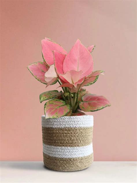 Aglaonema Pink Anjamani (Medium) – Greenkin