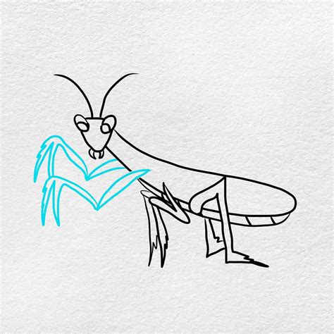 Praying Mantis Drawing - HelloArtsy