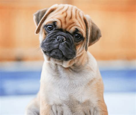 Image result for Boxer Mix Dogs