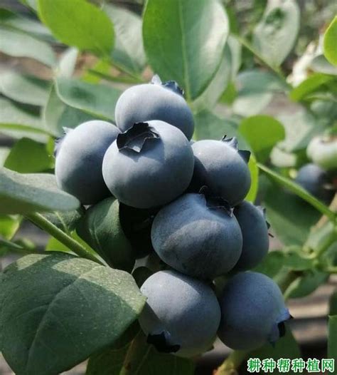 蓝莓栽培土壤、需冷量、品种哪个更重要？