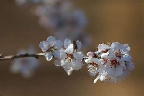Fresno attorneys say more almond farmers in financial trouble | Fresno Bee