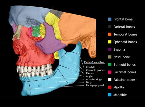 Skull Skeleton Diagram