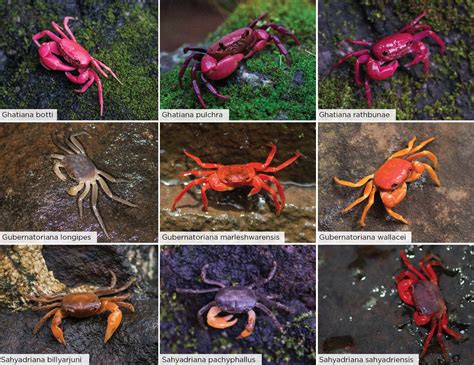 Freshwater Crabs