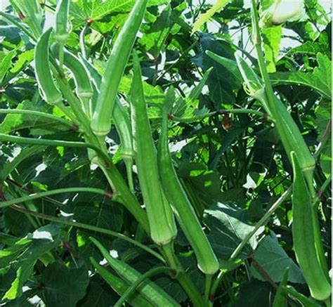 Emblem Lotus Bhindi Seeds - Vegetable Seeds (50 Seeds High Yield Ladies ...