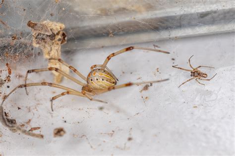 Premium Photo | Female and male brown widow spiders of the species ...