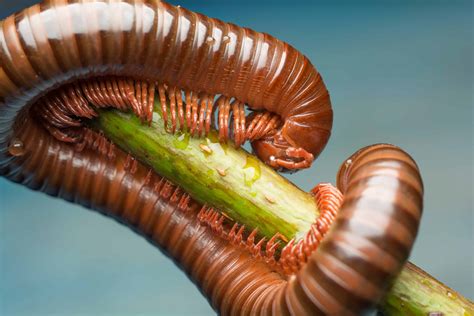 What Do Millipedes Eat? 9 Surprising Meals - A-Z Animals