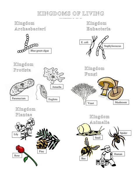 Animal Classification Worksheet Pdf - E-streetlight.com