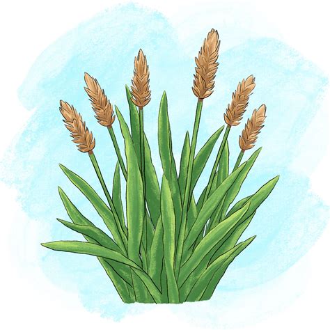 Papyrus là gì? | Từ điển Anh - Việt | ZIM Dictionary