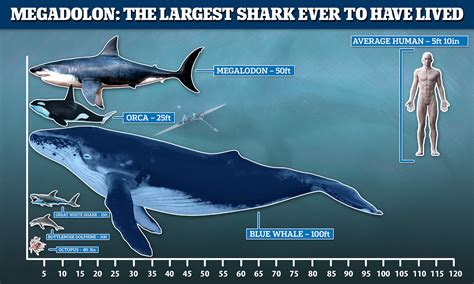 Worlds Largest Megalodon Shark