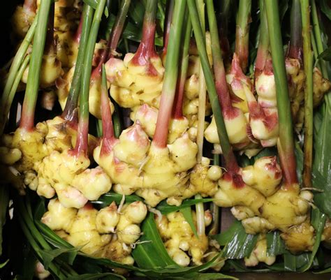 Fresh Ginger In Spanish at Janet Simmons blog