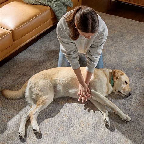 Anesthesia Airway Medicine Given Dog 的图像结果