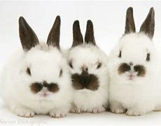 Image result for 3 Bunnies