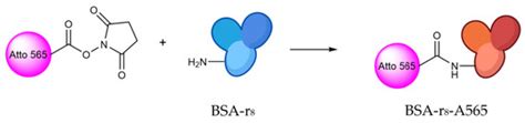 Oligoarginine Peptide Conjugated to BSA Improves Cell Penetration of ...
