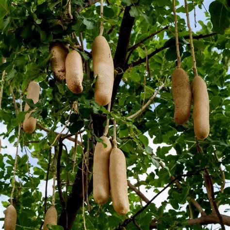 Sausage Tree Live Plant (Kigelia Africana) – veliyathgardens