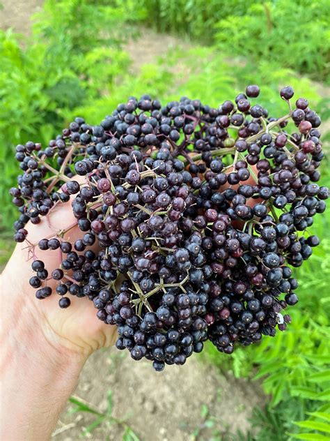 Varieties - Grow Elderberry