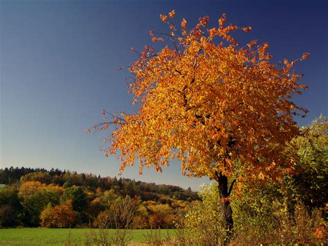 Image result for Autumn Tree Scene