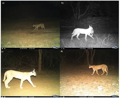 Caracal’s Comeback – First photographic record of Caracal in the ...